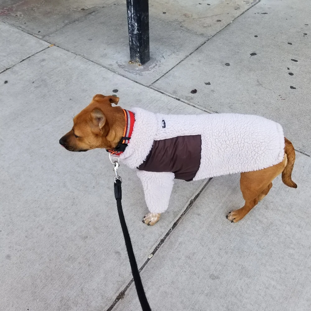 ROXY the star of my show
